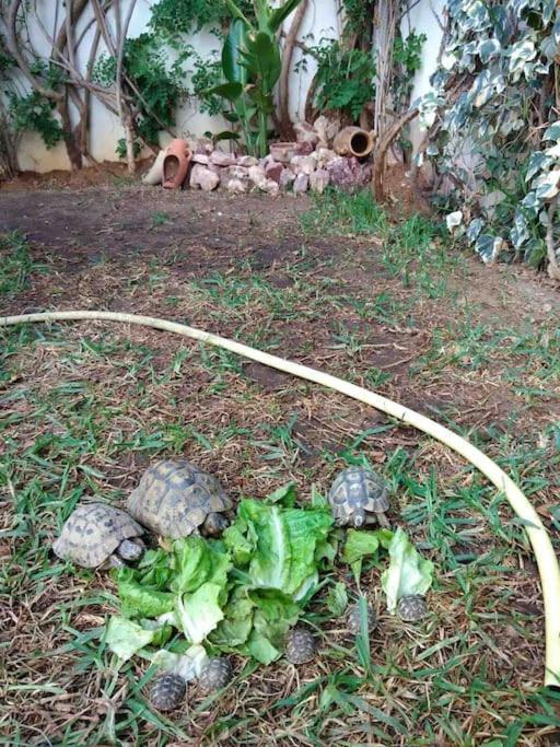 Etage De Villa Avec Jardin, Pres De L'Aireport Et Parking Prive Ariana Bagian luar foto